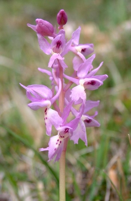 Orchis x colemanii (ibrido: Or. mascula x Or. pauciflora)